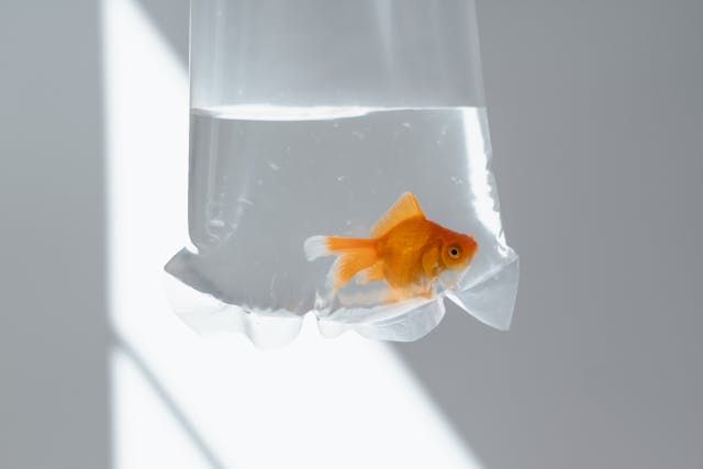 Acclimating A New Goldfish