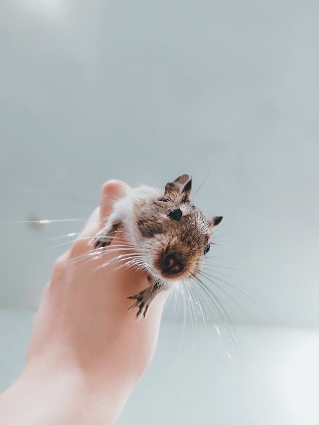 Acclimating A New Gerbil