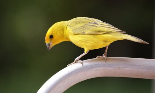 Bringing Your New Canary Home