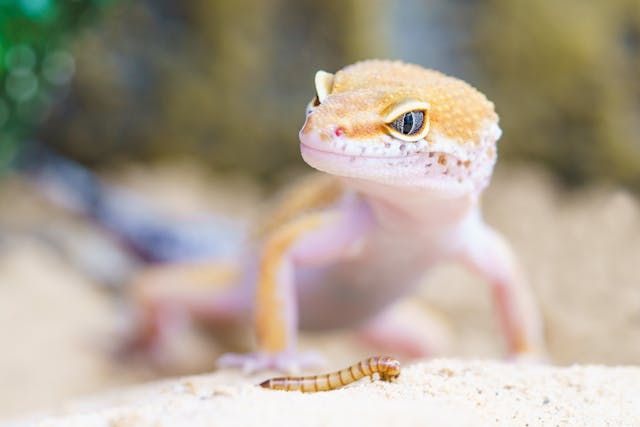 Acclimating A New Gecko